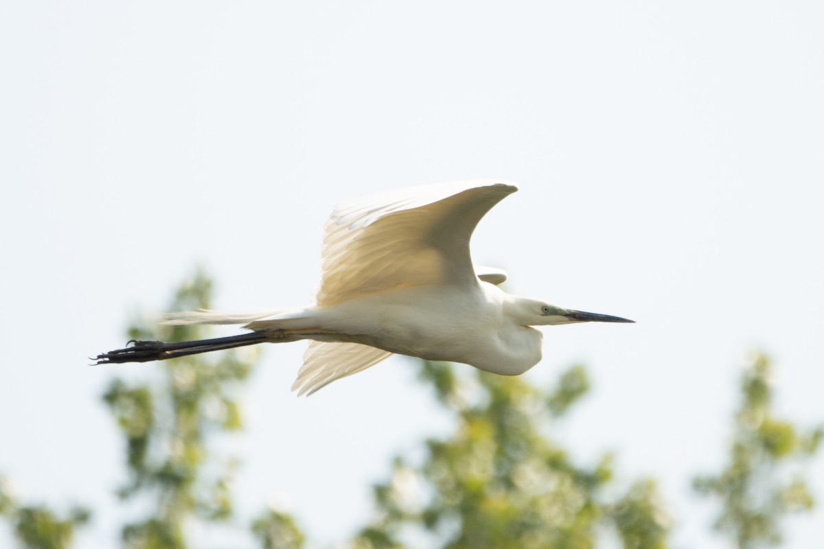 Great Egret - Letty Roedolf Groenenboom