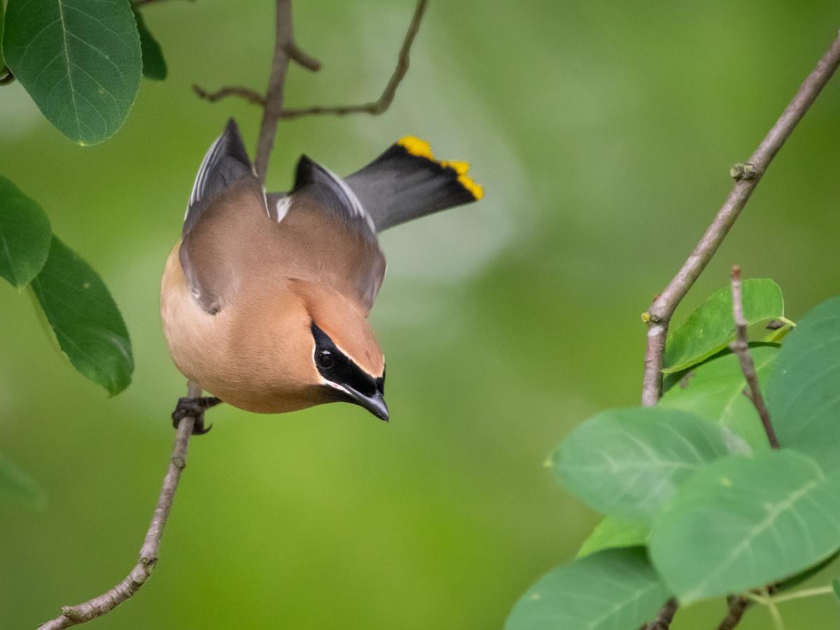 Cedar Waxwing - ML571274101