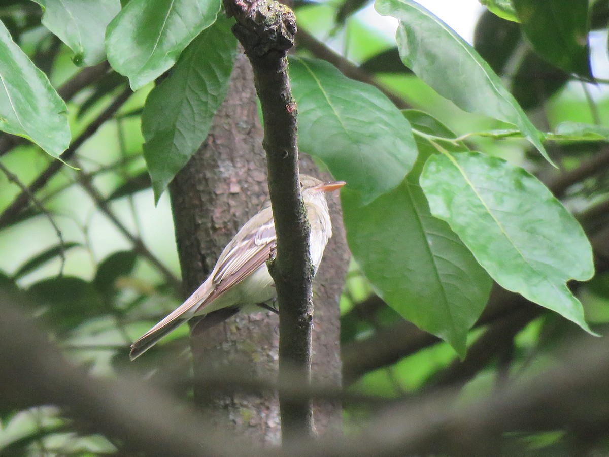 Acadian Flycatcher - ML571274851