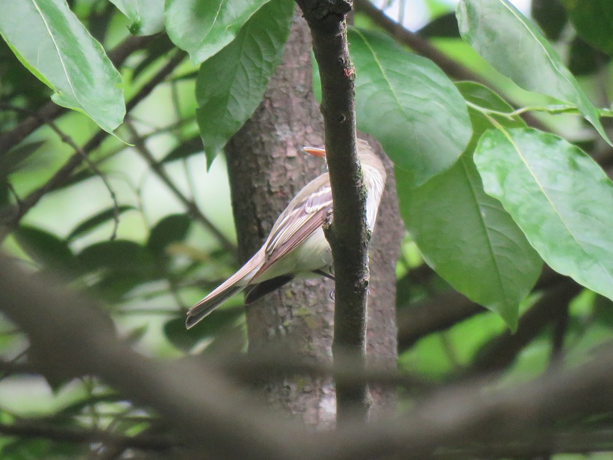 Acadian Flycatcher - ML571274881