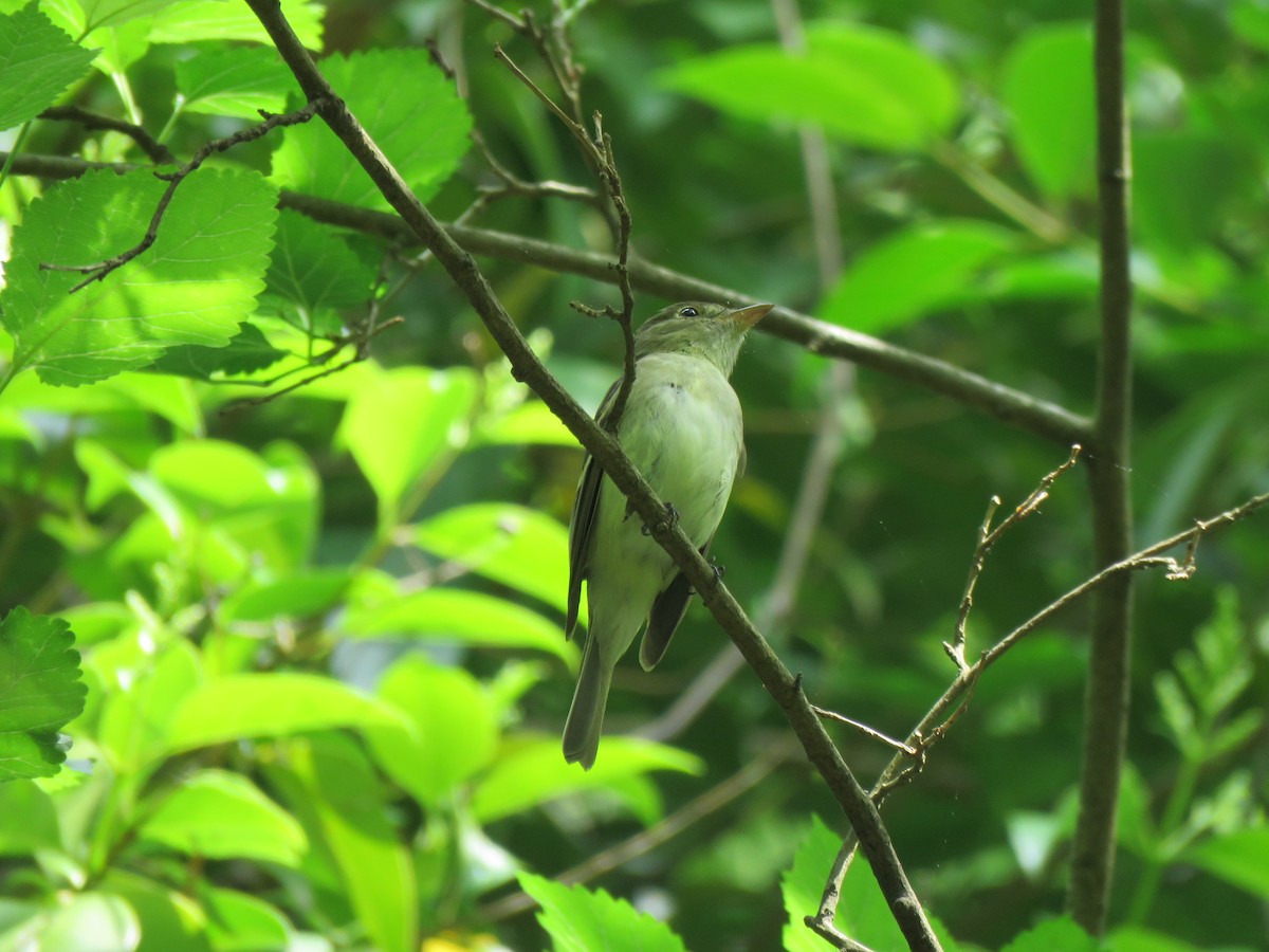 Acadian Flycatcher - ML571274921