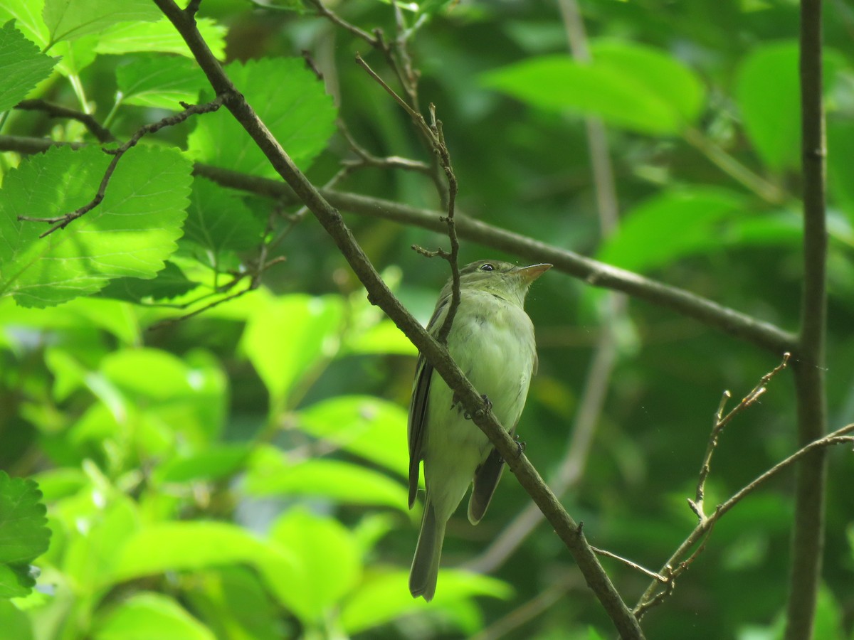 Acadian Flycatcher - Beniamino Tuliozi