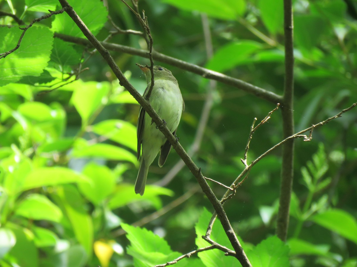 Acadian Flycatcher - ML571275041