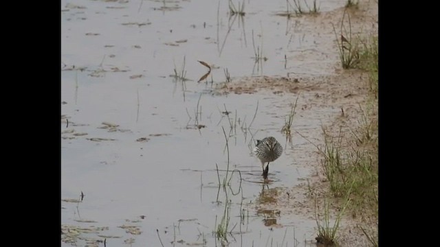 Bécasseau à croupion blanc - ML571275051