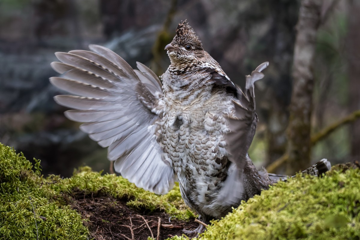 Ruffed Grouse - Christian Briand