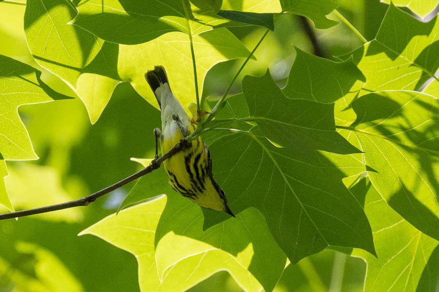 Magnolia Warbler - Sandra Rosenhouse