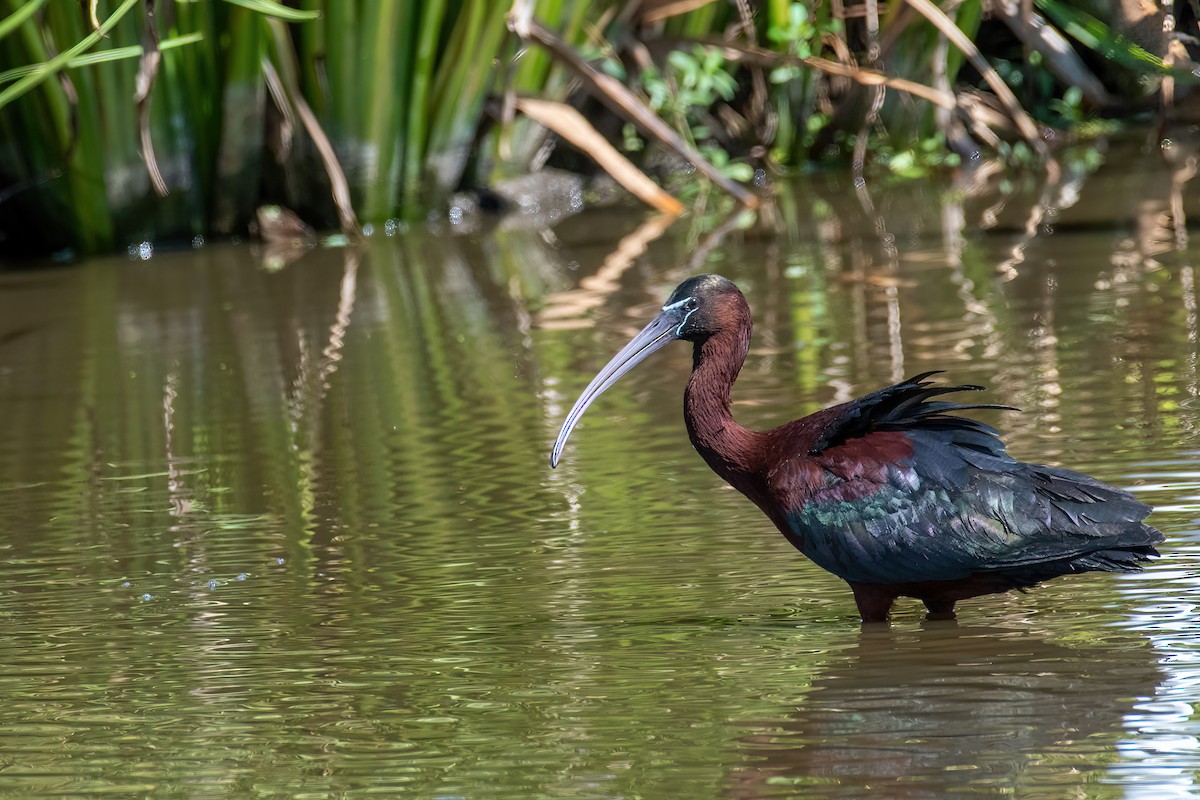 Glossy Ibis - Jim Yeskett