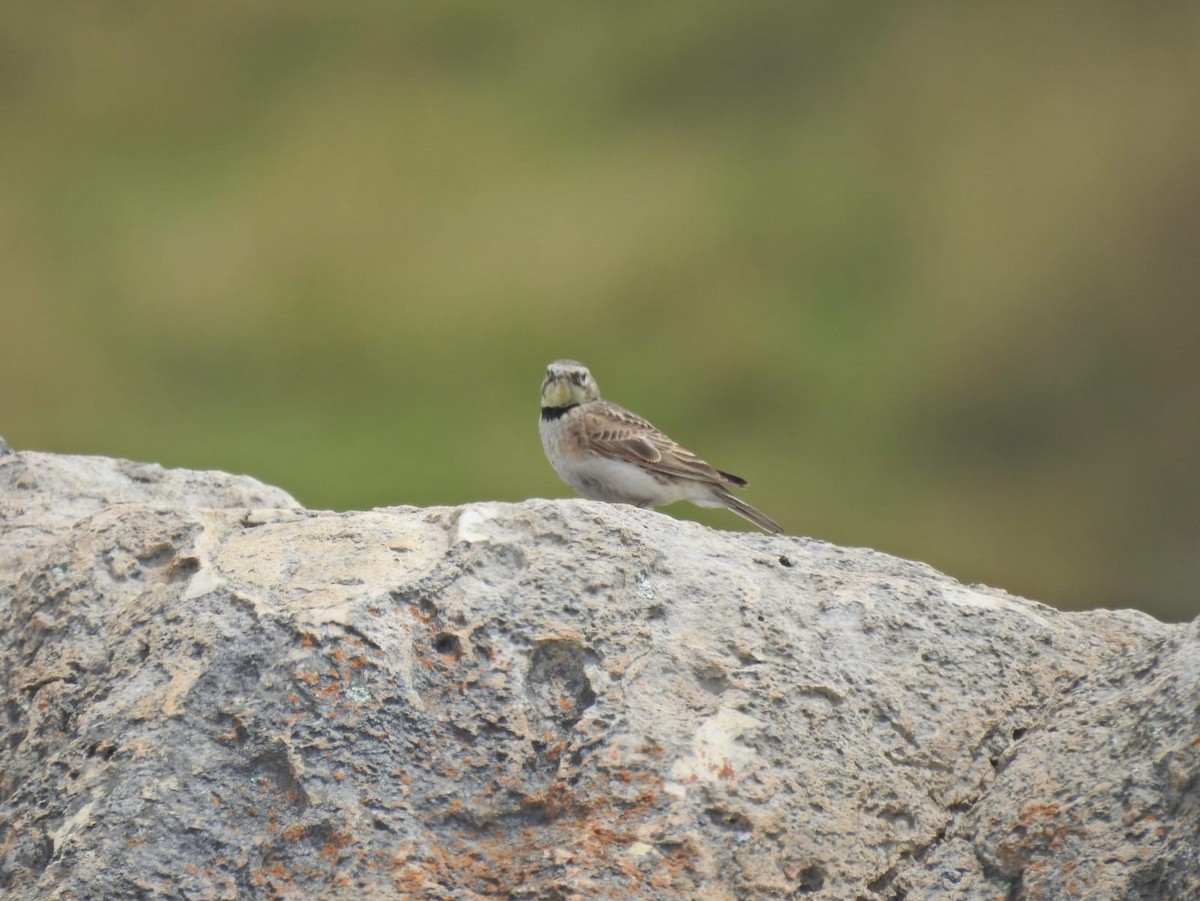 Horned Lark - ML571278221