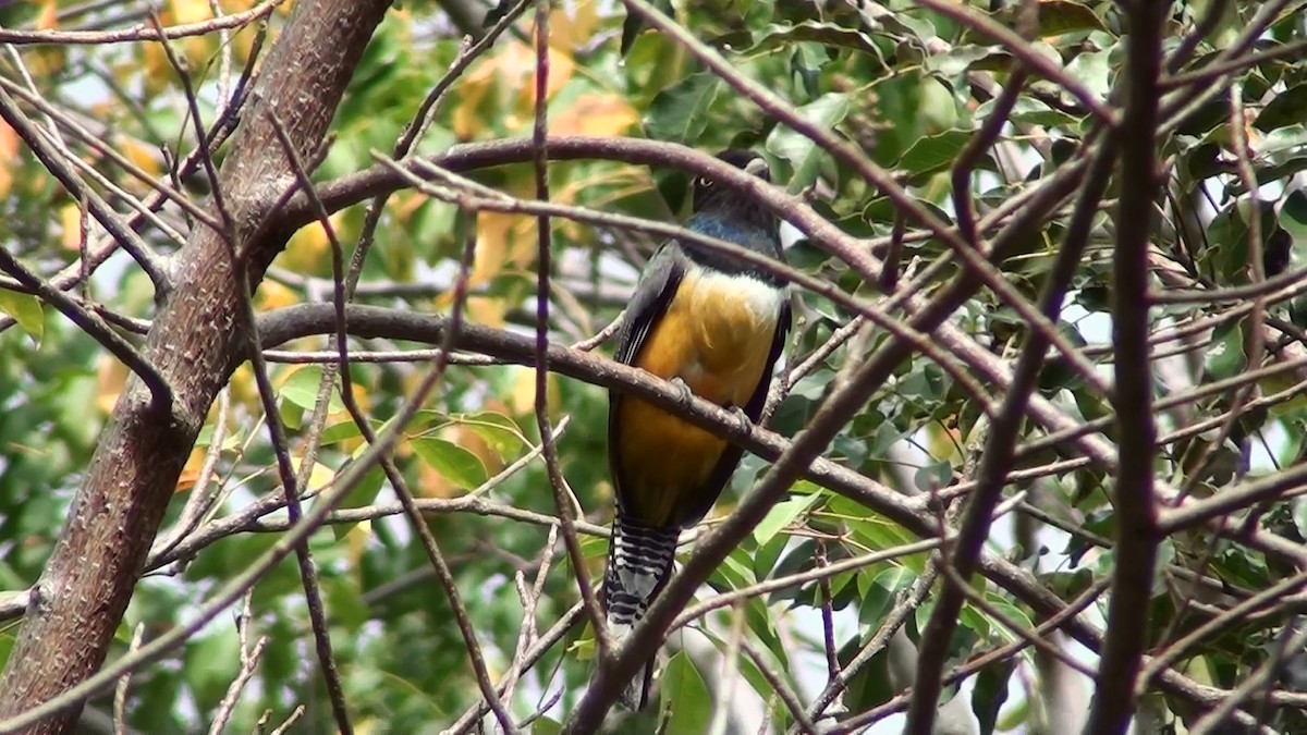 Gartered Violaceous Trogon - ML571279091