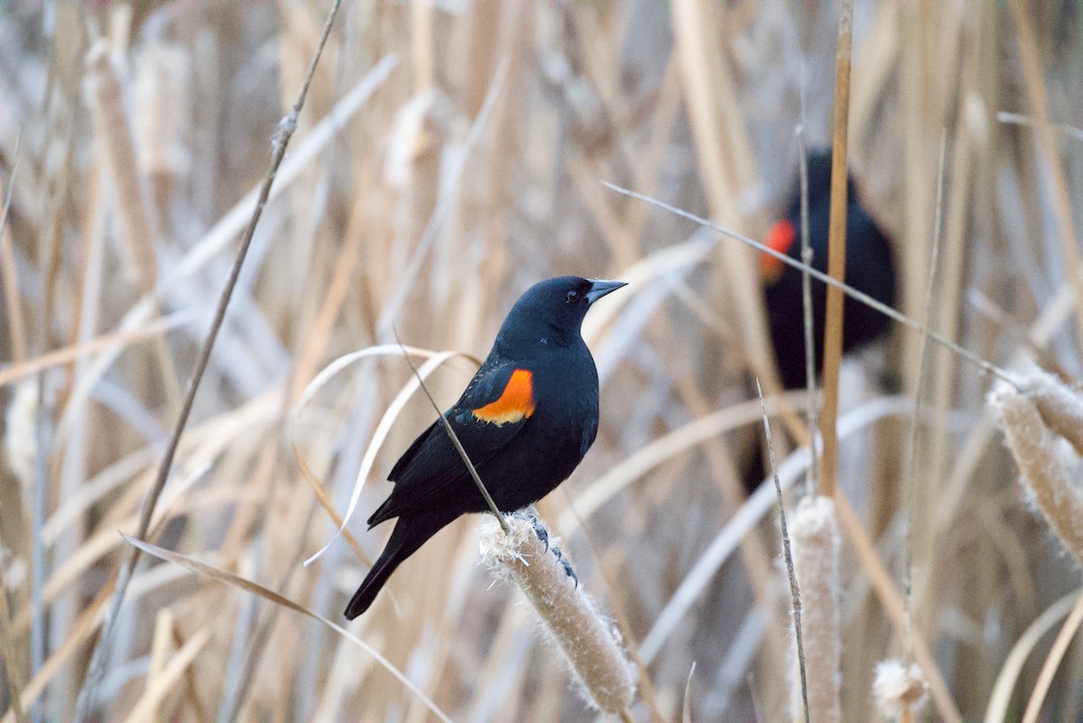 Red-winged Blackbird - ML571282681