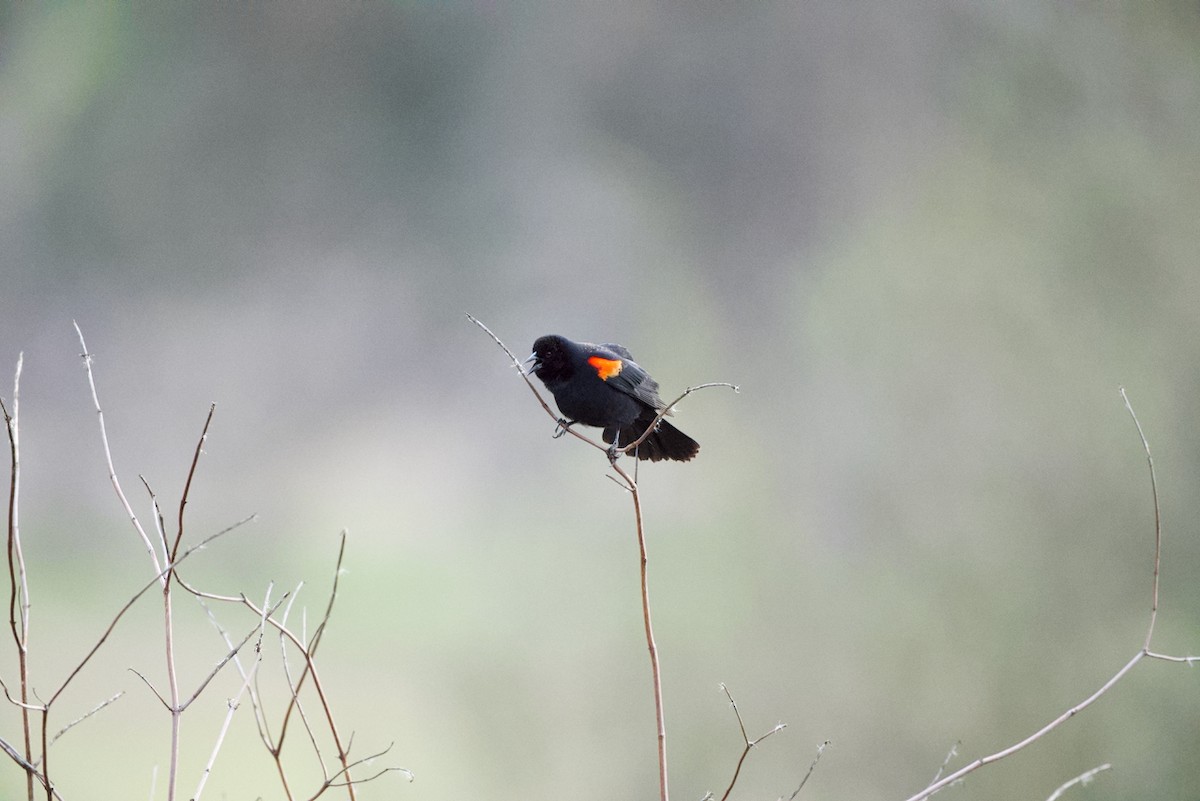 Red-winged Blackbird - Lars Rabbe