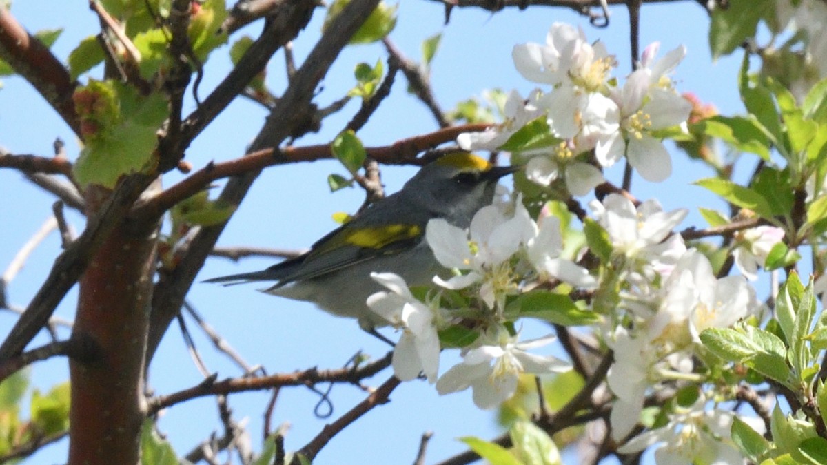 Golden-winged Warbler - Dominic Sherony