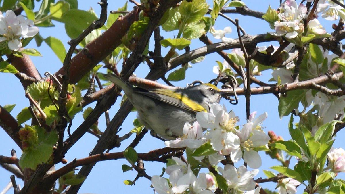 Golden-winged Warbler - Dominic Sherony