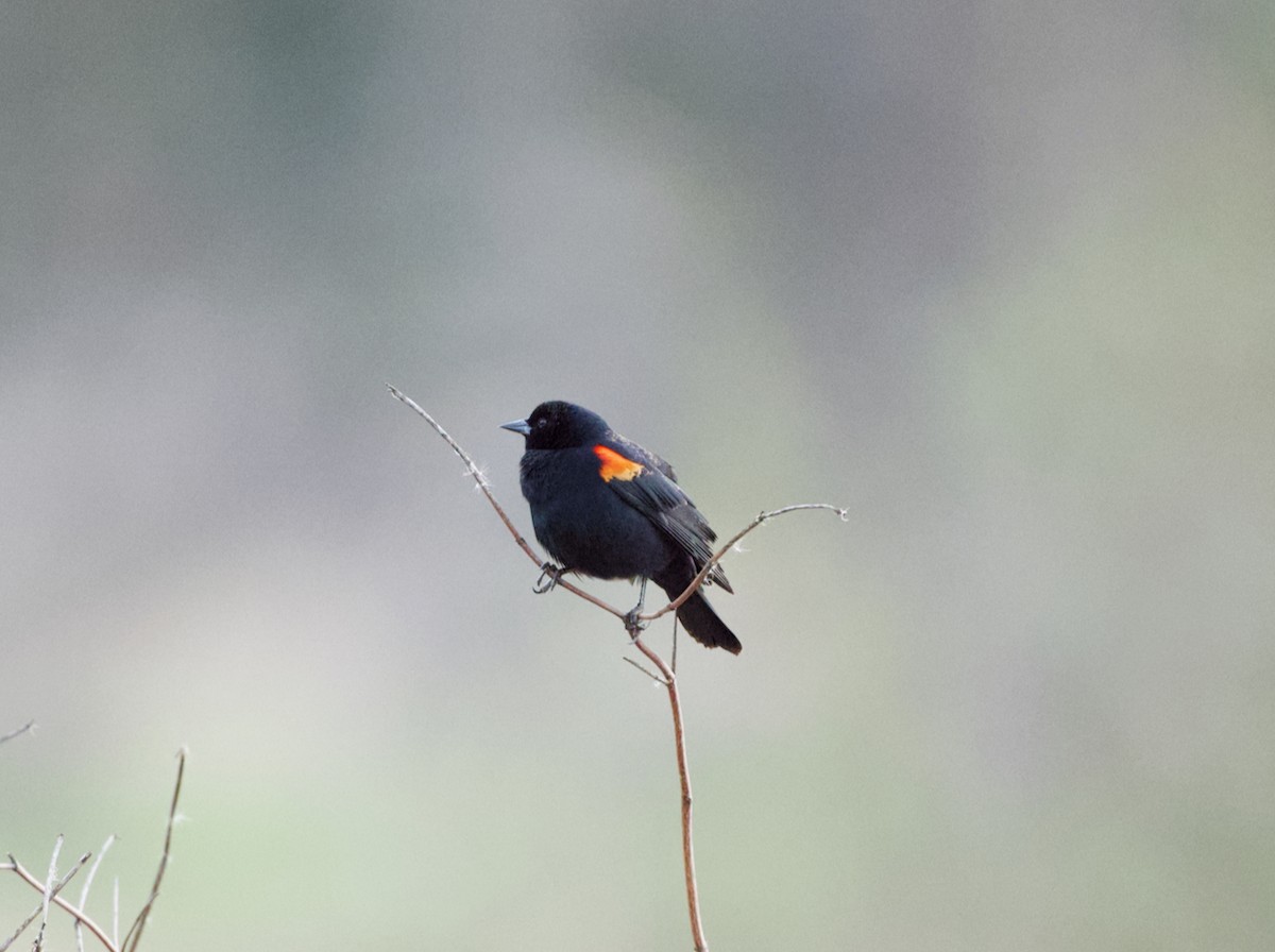 Red-winged Blackbird - ML571282791