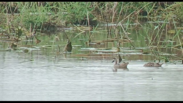 Marbled Duck - ML571283961