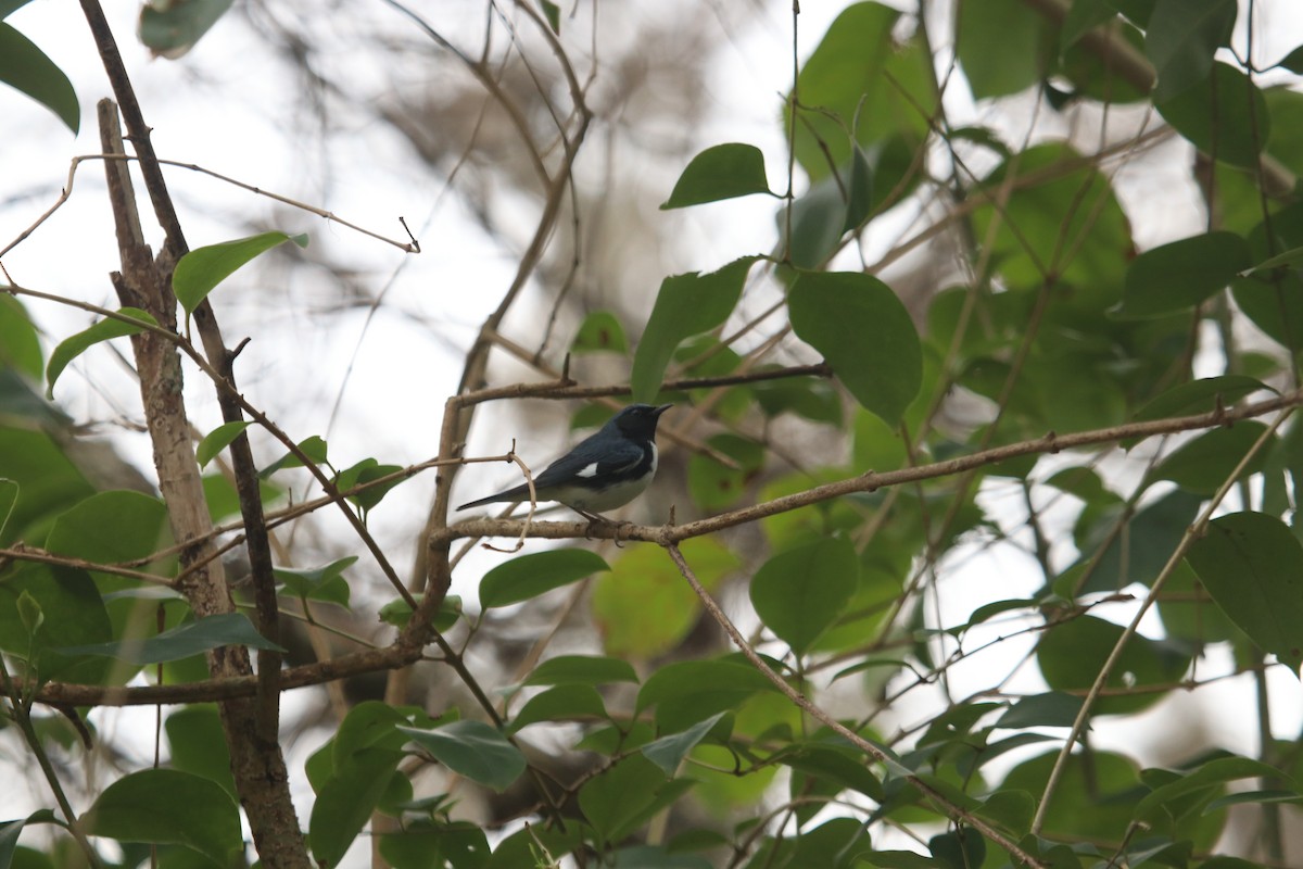 Black-throated Blue Warbler - ML57128401