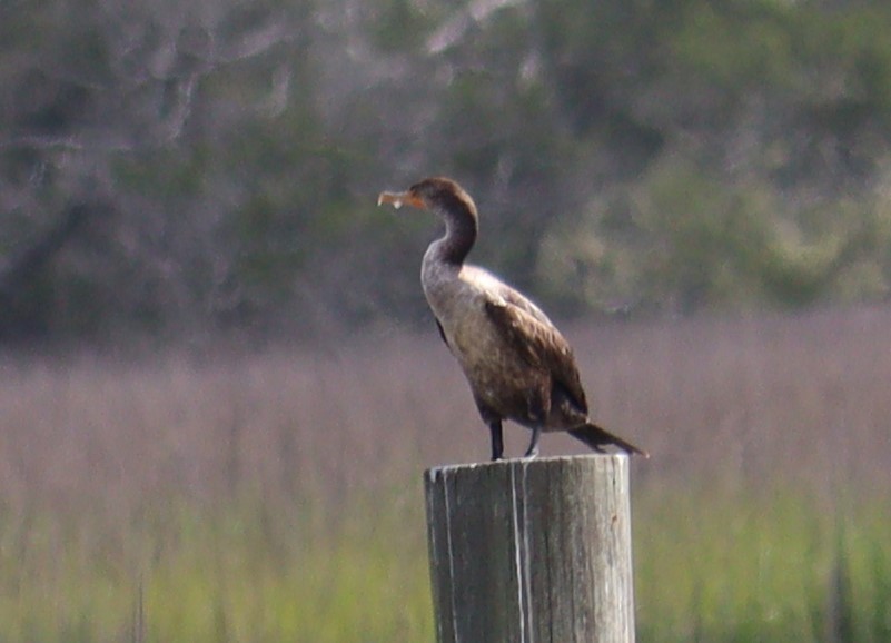 Cormoran à aigrettes - ML571284351