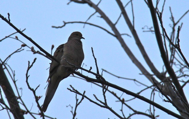 Mourning Dove - L. Shay