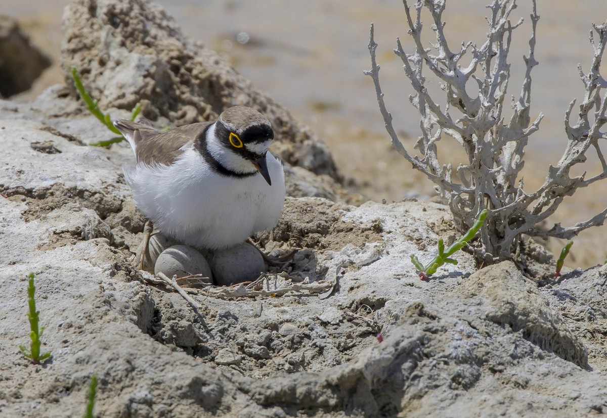 ML571284511 - Little Ringed Plover - Macaulay Library