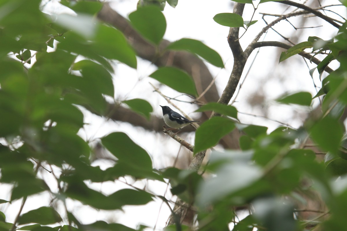 Black-throated Blue Warbler - ML57128491