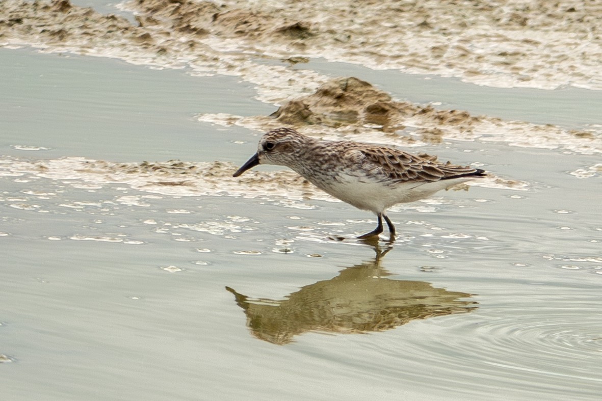 Semipalmated Sandpiper - ML571285061