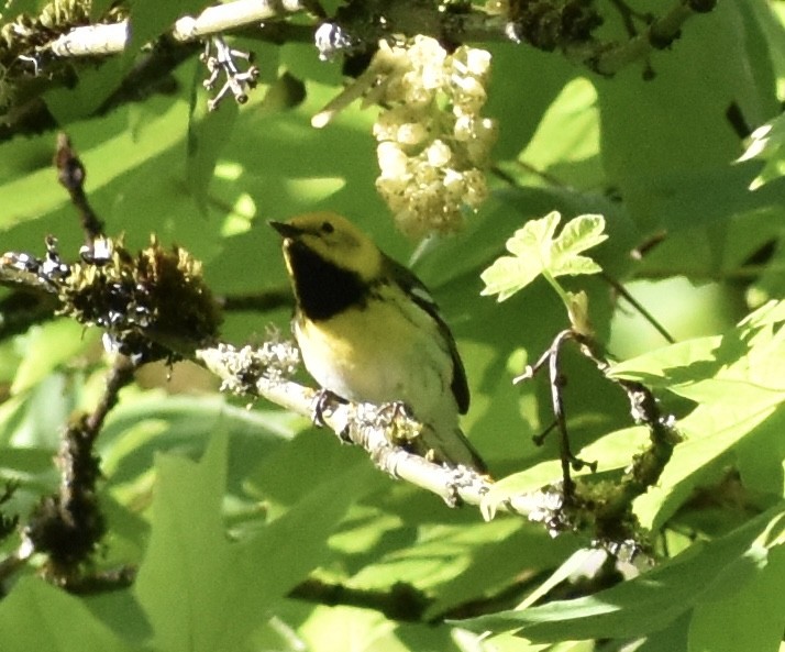 Townsend's x Hermit Warbler (hybrid) - ML571287191