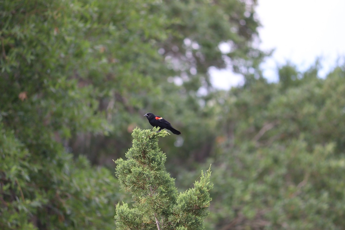 Red-winged Blackbird - John  Crosby