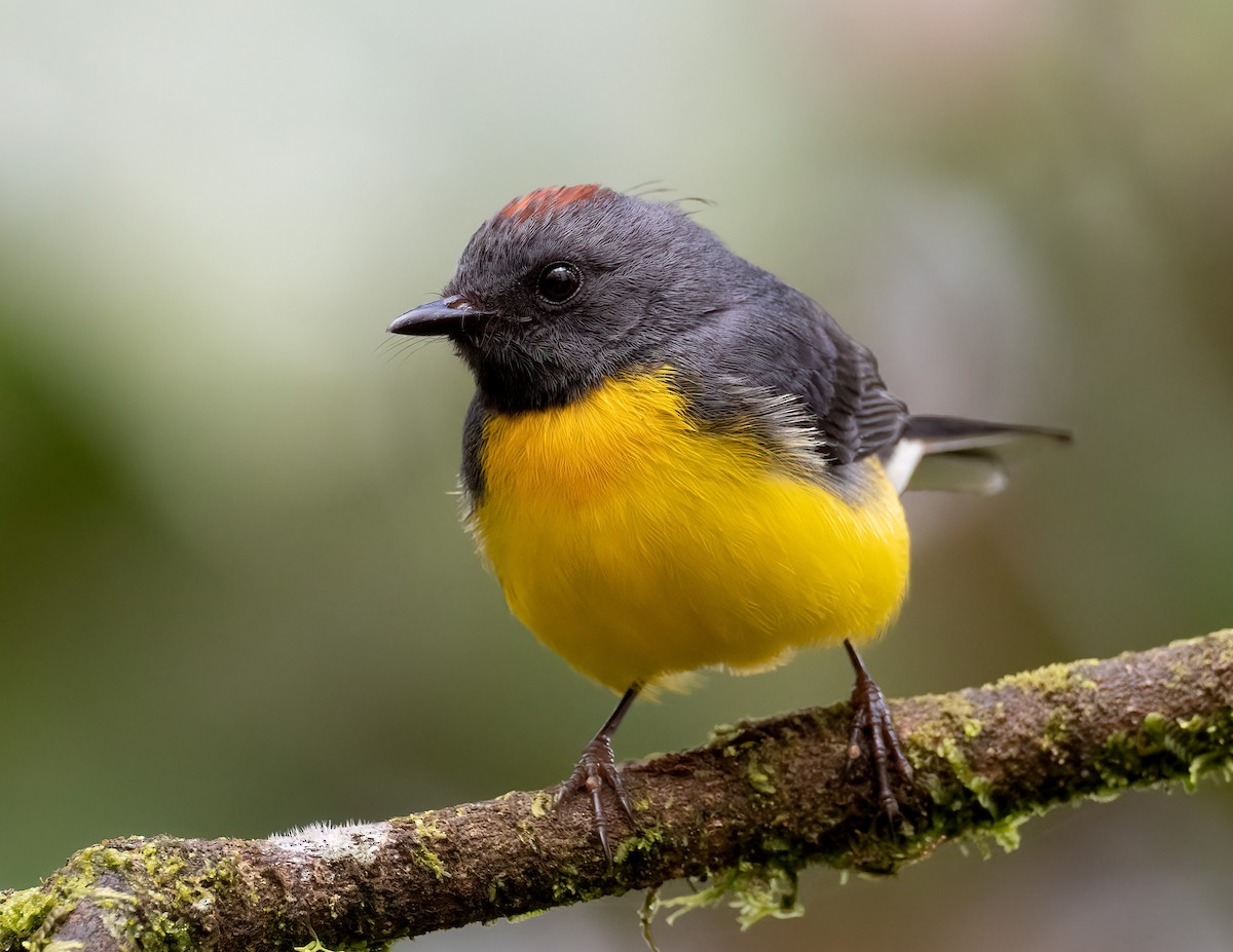 Slate-throated Redstart - ML571288071