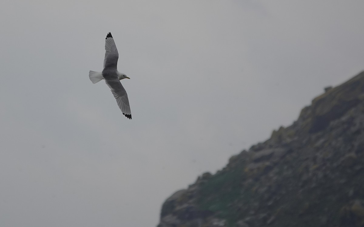 Gaviota Tridáctila - ML571288081