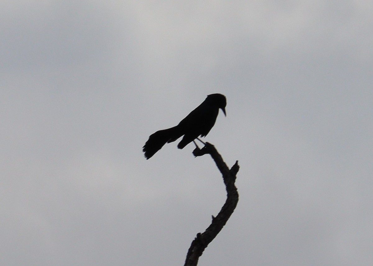 Boat-tailed Grackle - ML571288201