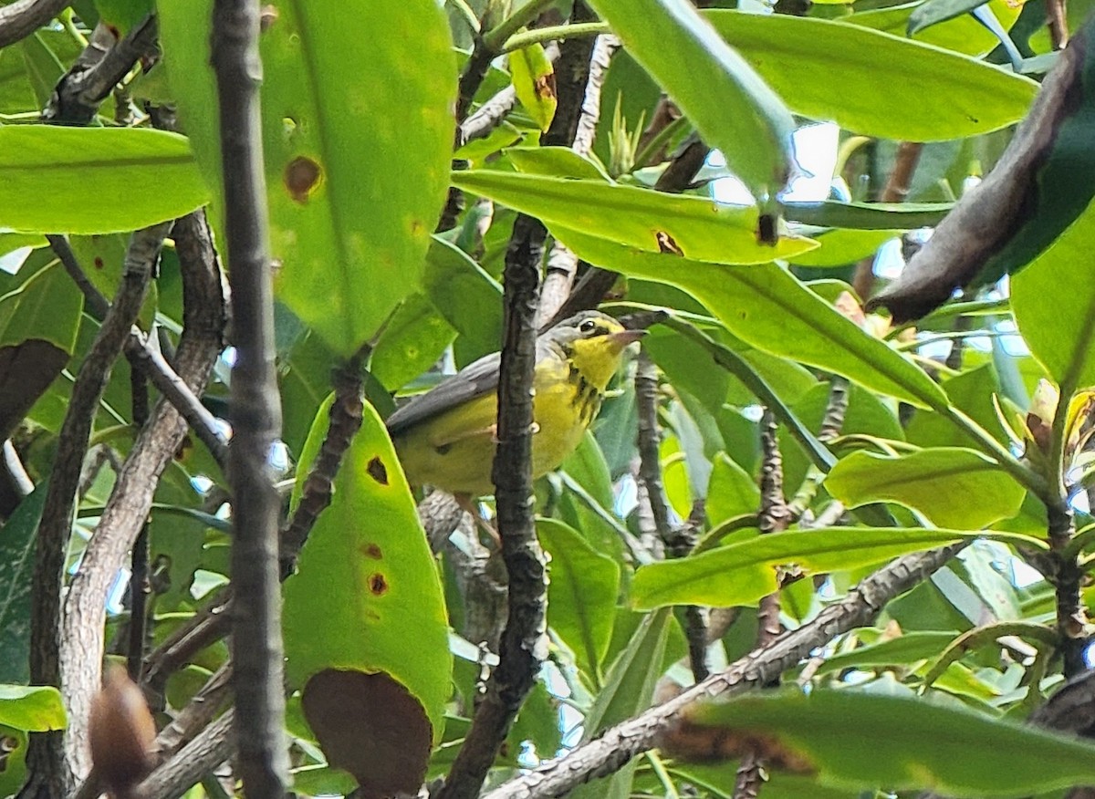 Canada Warbler - ML571289591