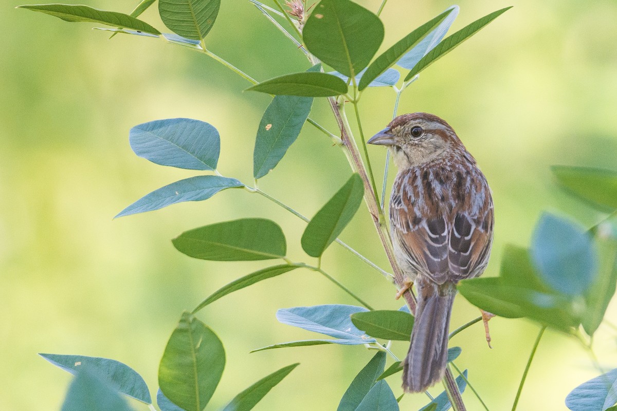 Bachman's Sparrow - ML57128991