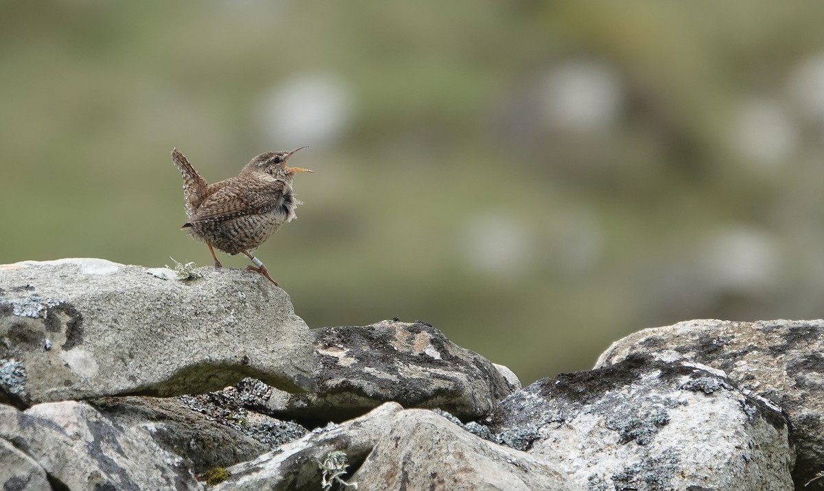 Eurasian Wren (St. Kilda) - ML571290051