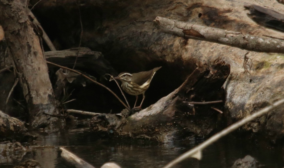 Louisiana Waterthrush - ML57129121