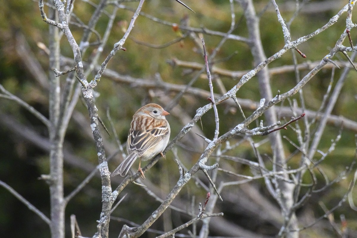 Field Sparrow - ML571291361