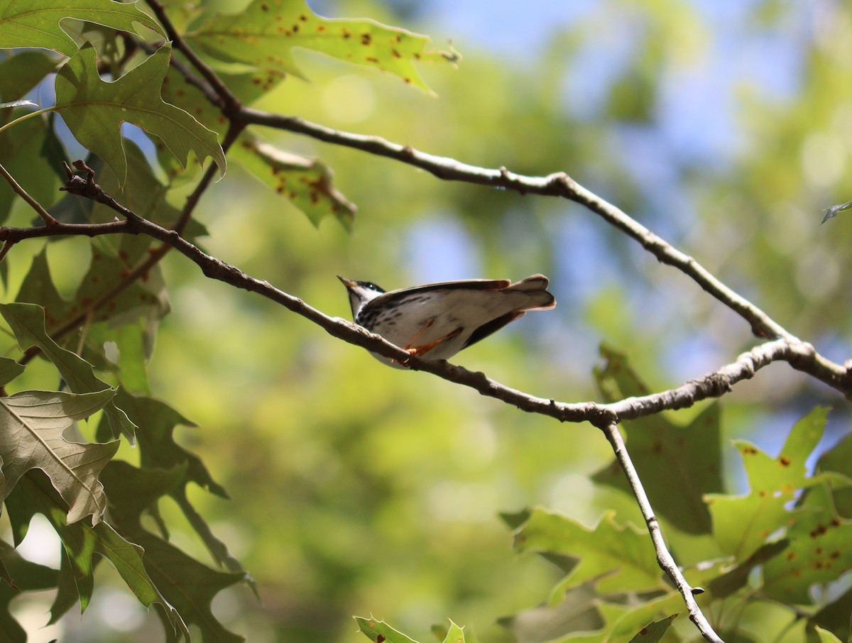 Blackpoll Warbler - ML571292911