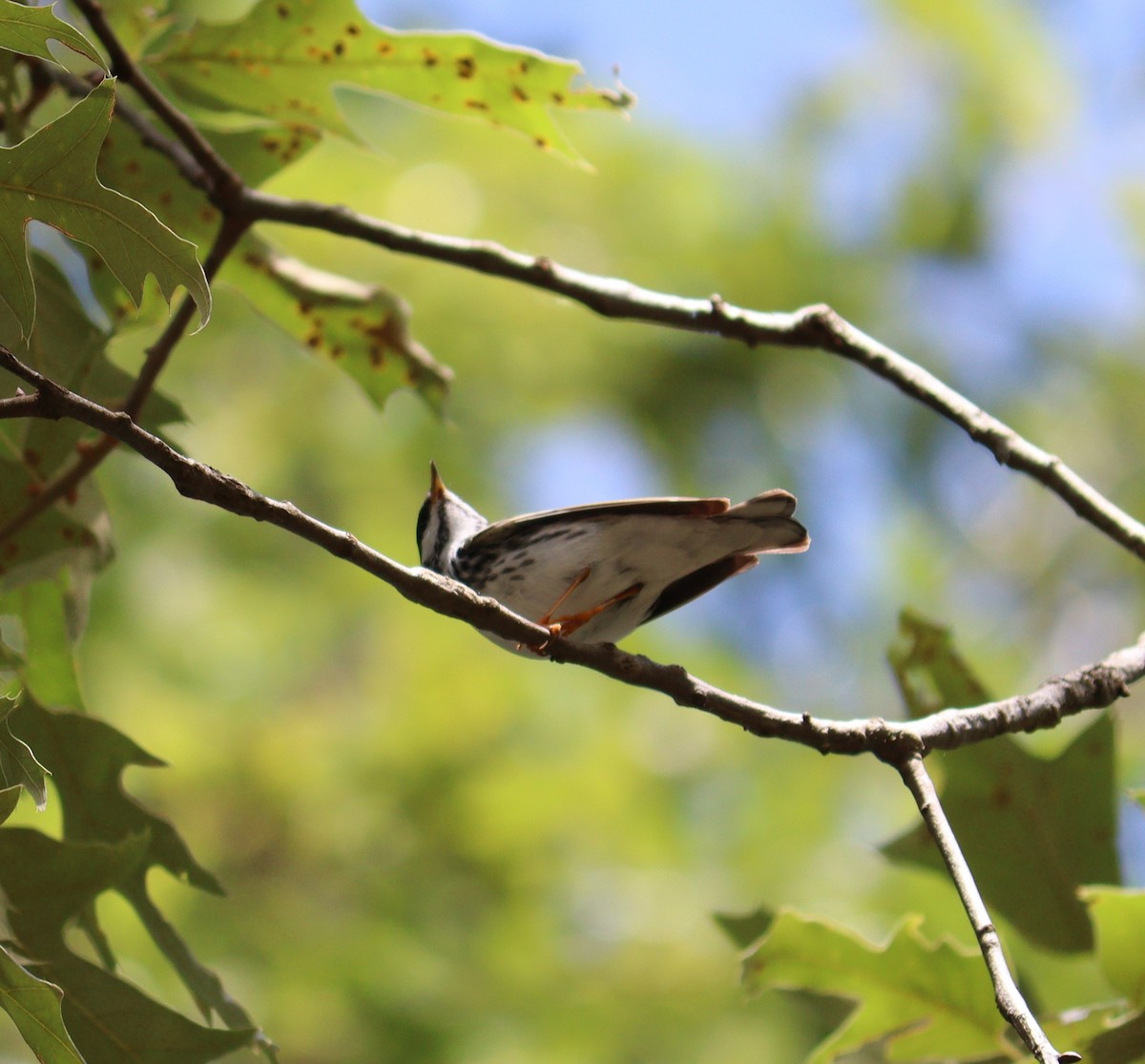 Blackpoll Warbler - John  Crosby