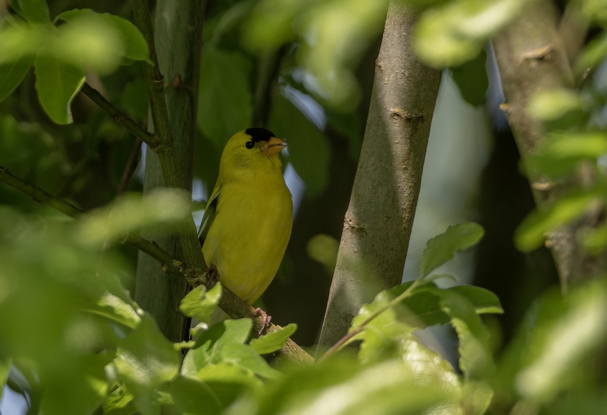 Wilson's Warbler - ML571293491