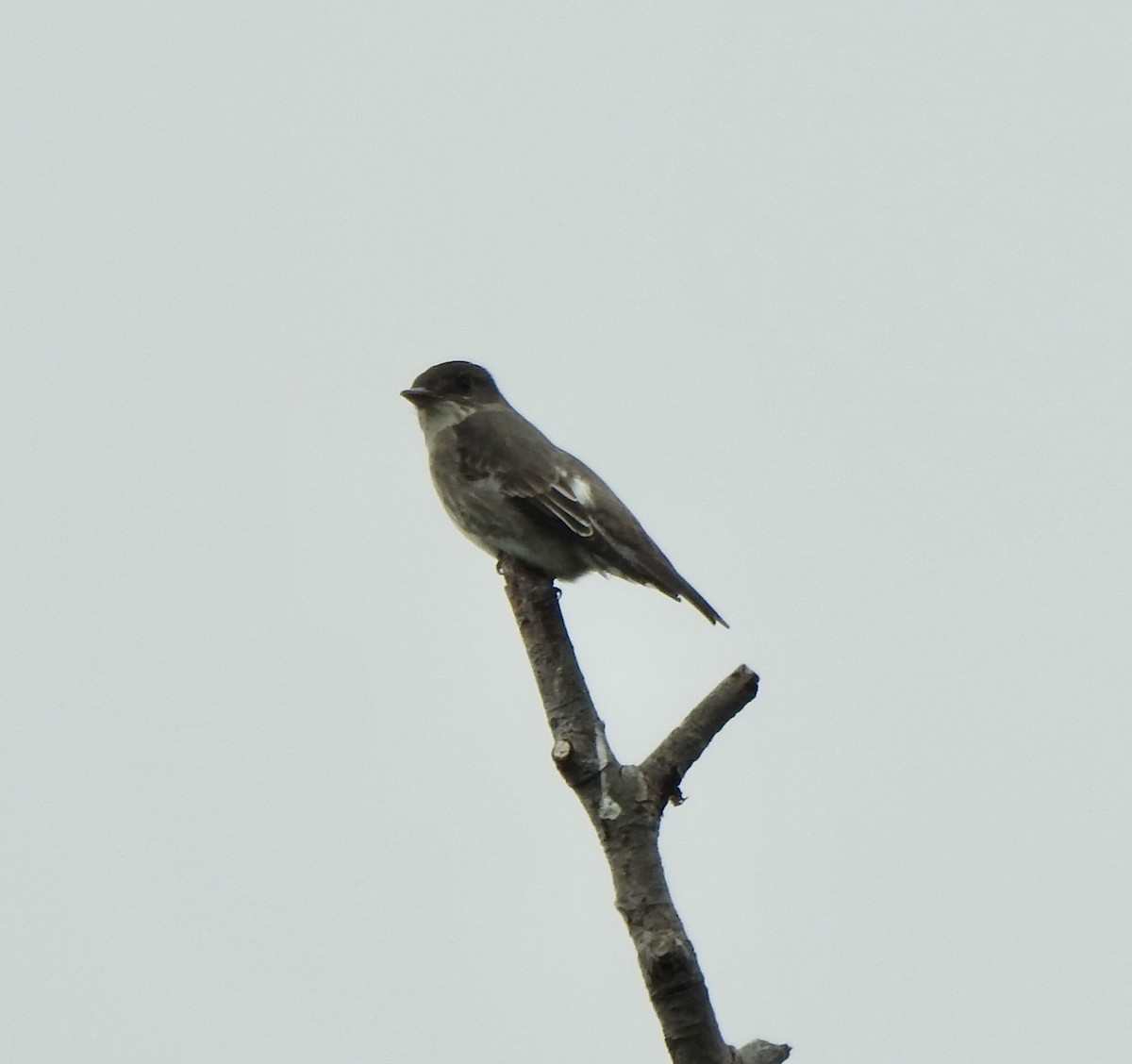 Olive-sided Flycatcher - ML571293581