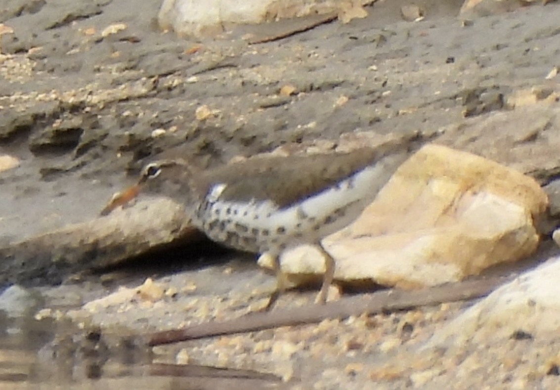 Spotted Sandpiper - Esther and Gyula Mackinlay - Gergely