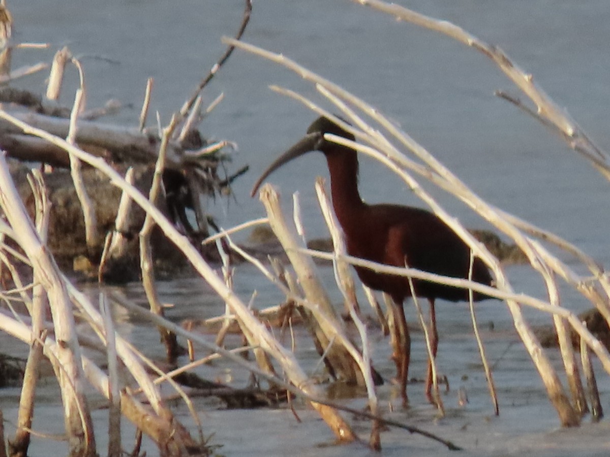 Ibis falcinelle - ML571295871