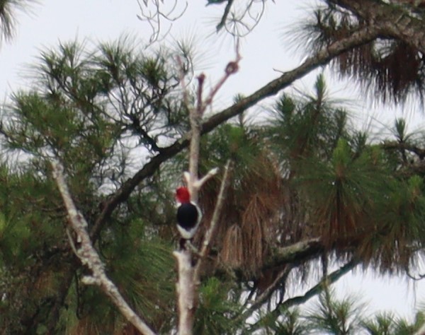 Red-headed Woodpecker - John  Crosby