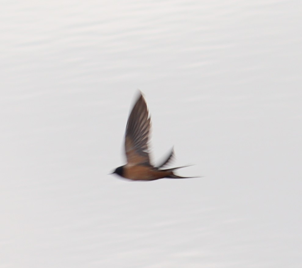 Barn Swallow - ML571297101