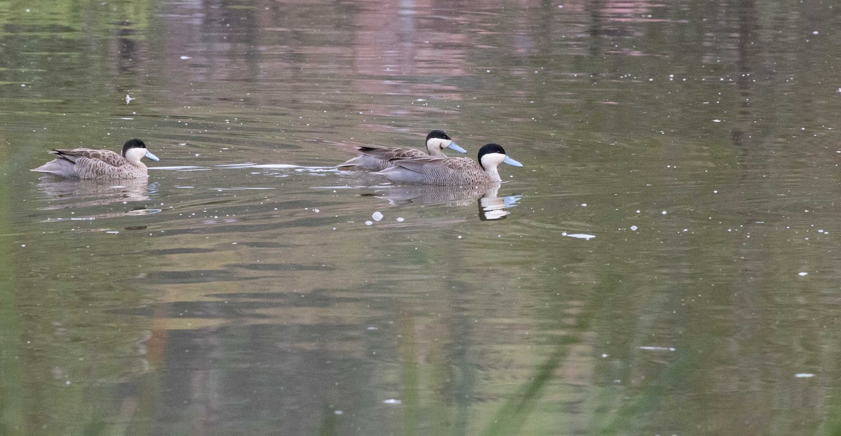 Puna Teal - Braden Collard