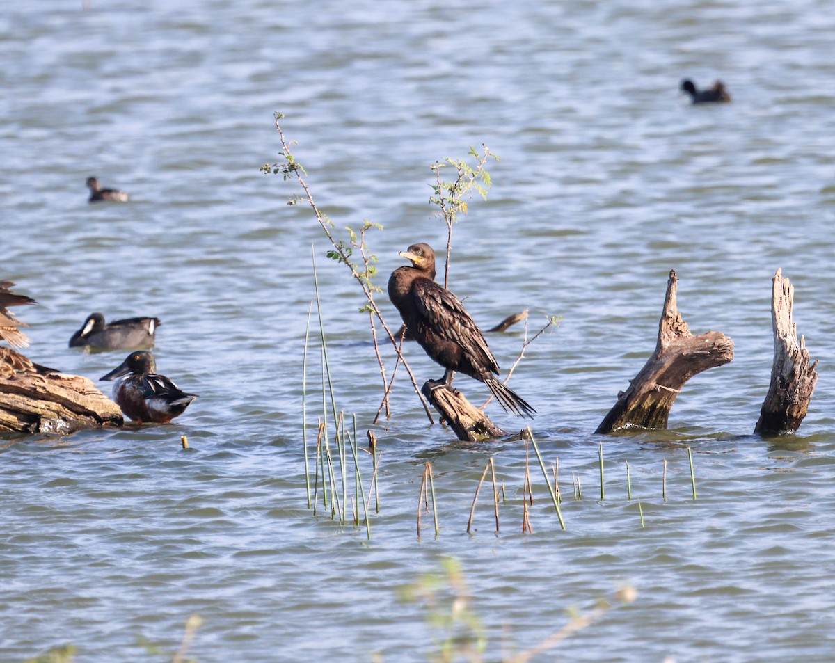 Cormorán Biguá - ML571298051