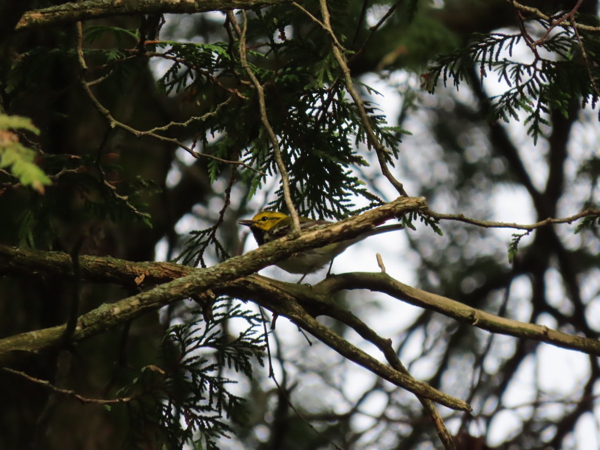 Grünmantel-Waldsänger - ML571299581