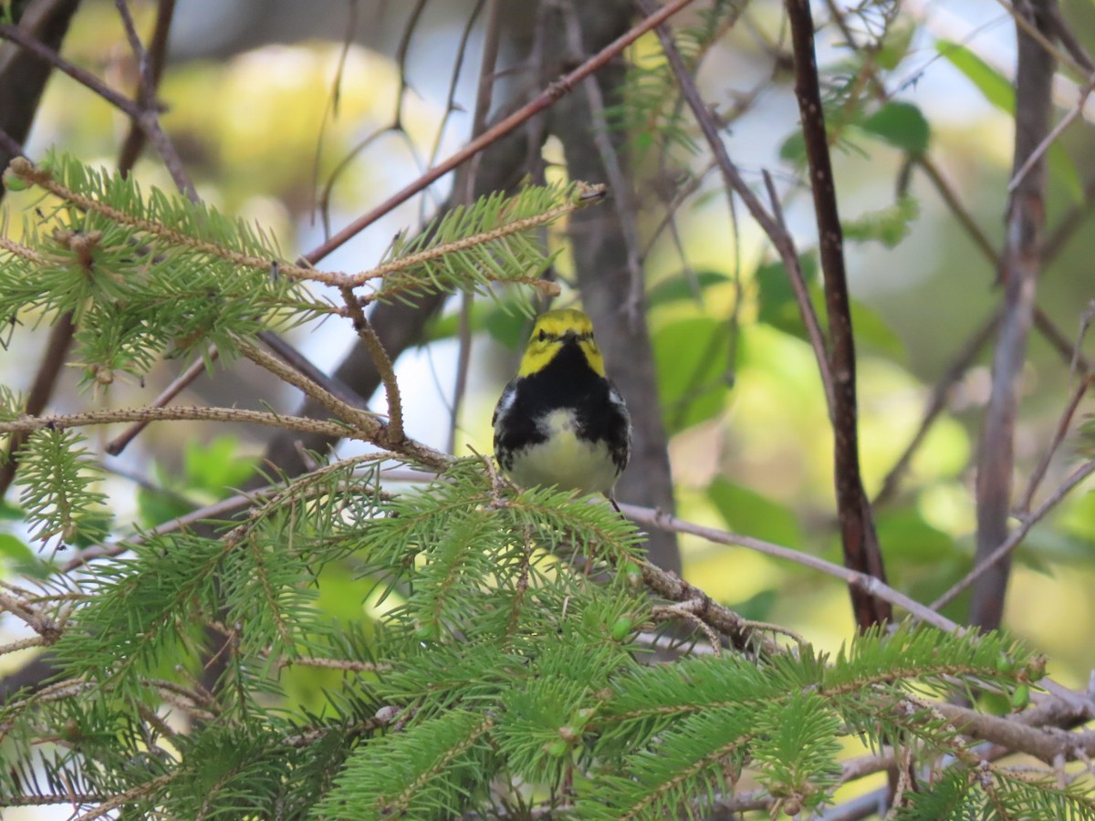 Black-throated Green Warbler - ML571299591