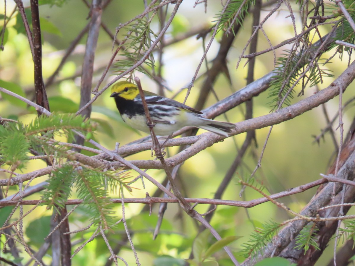 Black-throated Green Warbler - ML571299601