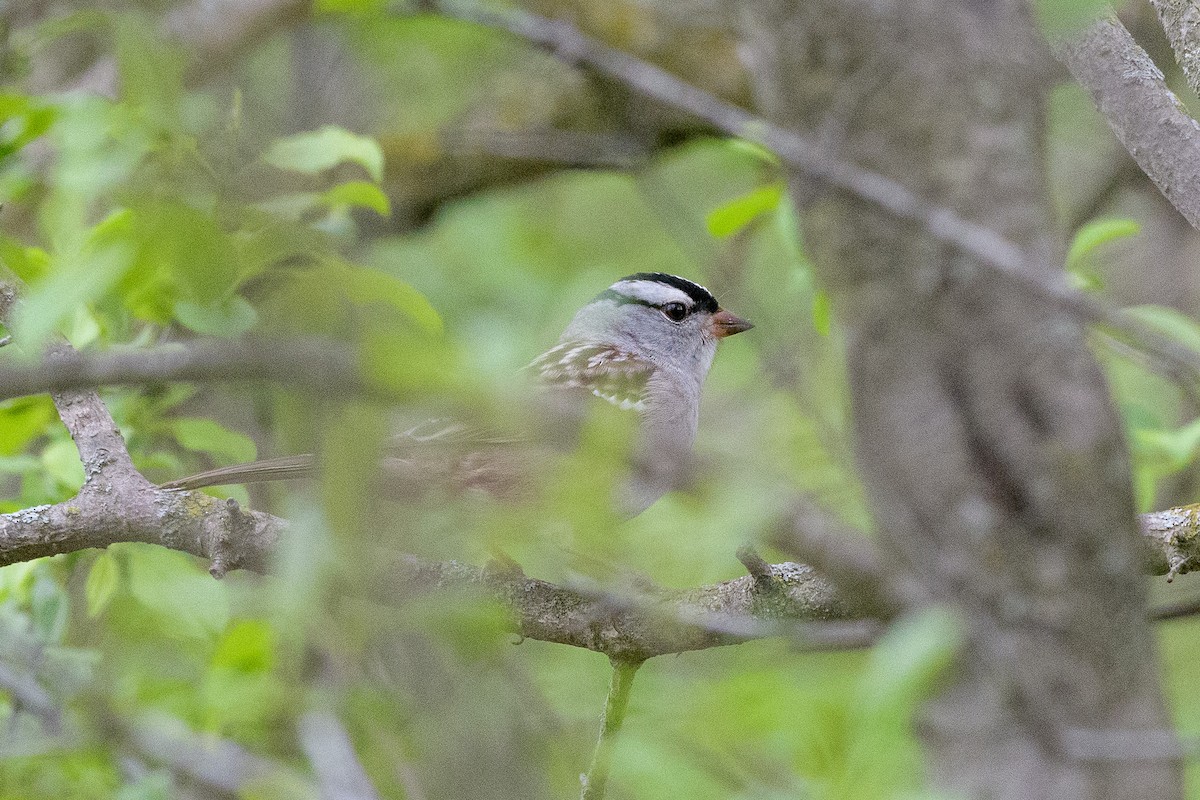 White-crowned Sparrow - ML571299681