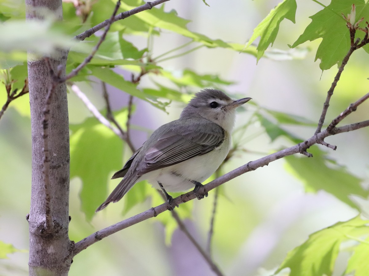 Eastern Warbling Vireo - ML571300001